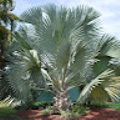 bellefemme international