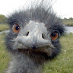 Sven (DeStruisvogel)