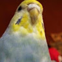 ぱるぱるぱるち