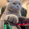 Gamer Doggo