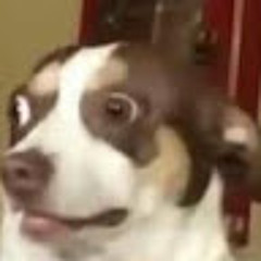 FBI Beagle Dogs [FBI]