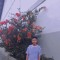 Farur Roji