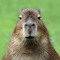 Capibara Chile
