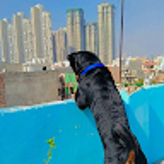 sumit pop