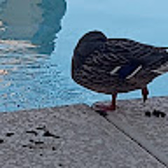 the duck