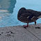 the duck