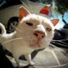 CaTaL1N