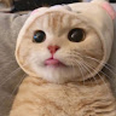 우지