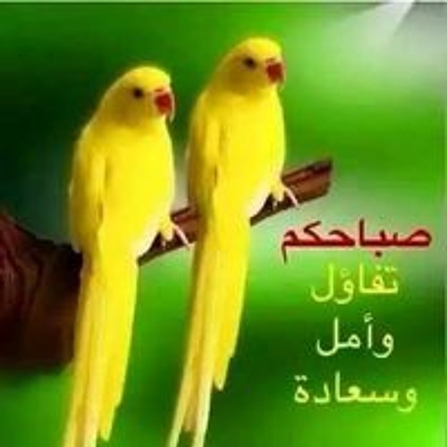 نور محمد سيد’s avatar