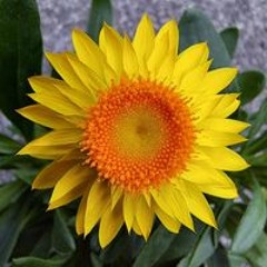 surfurbia    mcr  92/93