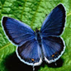 Tralalescu Mircescu