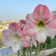 دعاء مظلوم