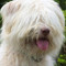 sapsaldog