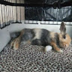 올스타슈팅스타