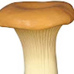 N N