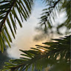 Smrekar