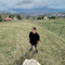 arinoz