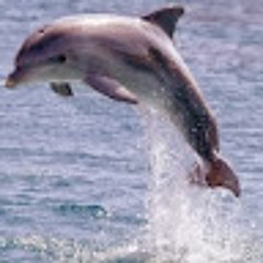 תהילה שוורץ