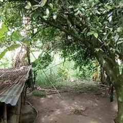Nguyễn Việt Tân