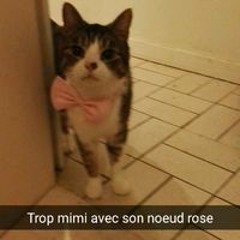 Tac Lechat