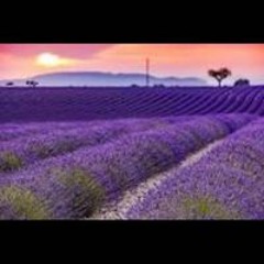 Si Mohamed El Gharouch