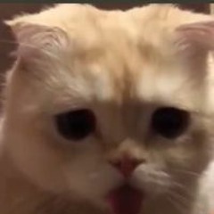 Công