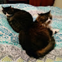 pepper and purrbox