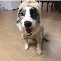유수한