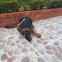 KEVIN STYVEN TRIANA MORA