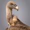 Charognard Falconiformes