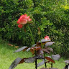 Luisa Yogini (Lusavi)