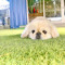 Pekingese Rescue shelter