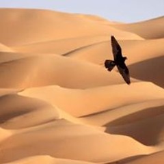 الصحراء الصحراء