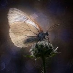 Shawn Ashworth