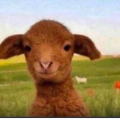 تركي السبيعي