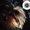 Alcestro _