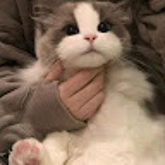 trinhducanh2001w@gmail.com