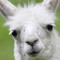 Lama King
