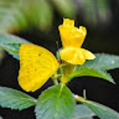 abdulrahman alkhalaf