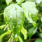 The green leaves