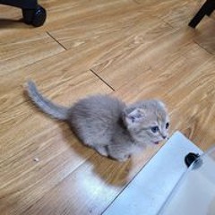 노무