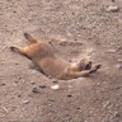 うさきん