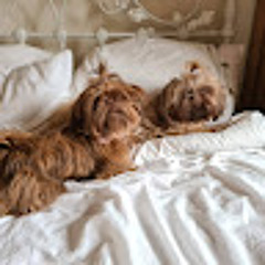 Honey Bun Cutest Puppy