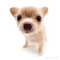 Shaki