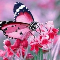 يوسف المراسي
