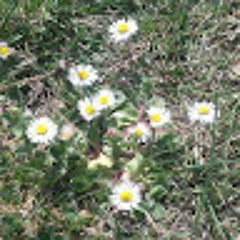 Gänse Blümchen
