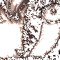 Griffit႓