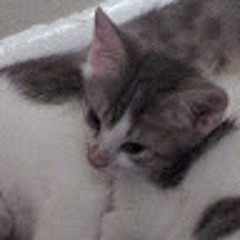 Amirah Moo_moo