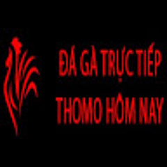 Đá Gà Trực Tiếp Thomo Nay