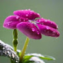 Nourrr Hanan